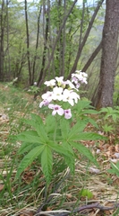 Cardamine heptaphylla