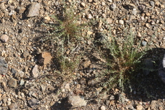Spergularia macrotheca