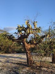 Consolea moniliformis