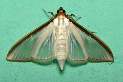 Cydalima laticostalis