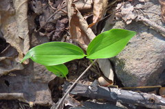 Maianthemum