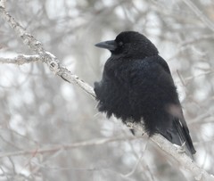 Corvus brachyrhynchos