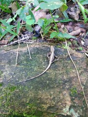 Anolis barbouri