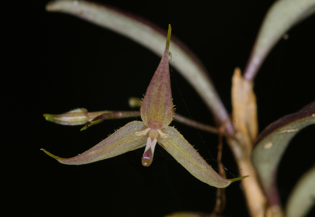 Subgenus Minuscula