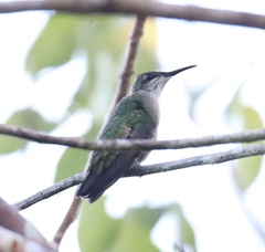 Anthracothorax dominicus