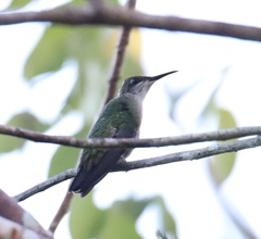 Anthracothorax dominicus