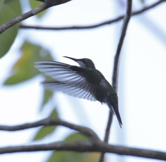 Anthracothorax dominicus