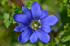Gentiana dshimilensis