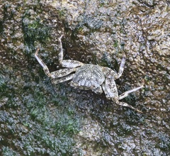 Grapsus grapsus