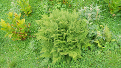 Oreopteris limbosperma