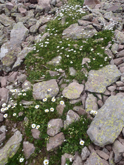 Tripleurospermum caucasicum