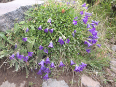 Campanula ciliata