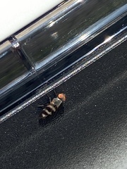 Chaetopsis quadrifasciata