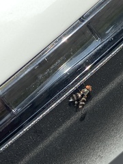 Chaetopsis quadrifasciata