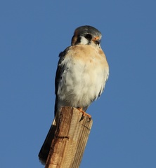 Falco sparverius dominicensis