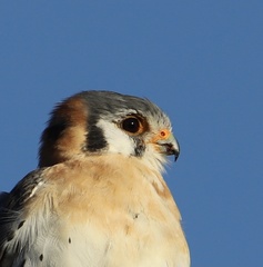 Falco sparverius dominicensis