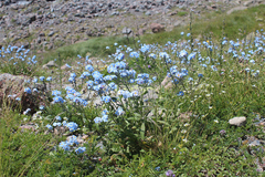 Myosotis alpestris suaveolens