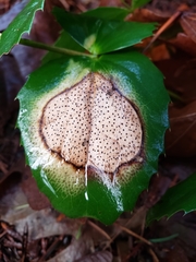 Coccomyces dentatus