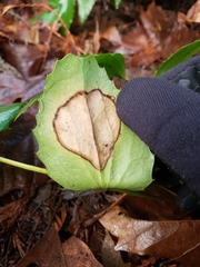 Coccomyces dentatus