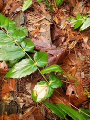 Coccomyces dentatus