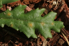 Puccinia lagenophorae