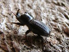 Sinodendron cylindricum