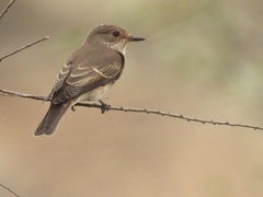 Spotted Flycatcher photo 4