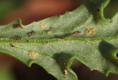 Puccinia lagenophorae