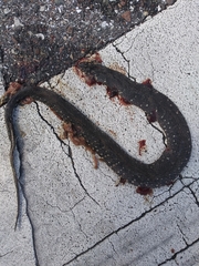 Nerodia fasciata image