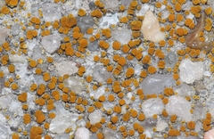 Xanthocarpia crenulatella