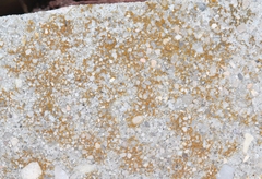 Xanthocarpia crenulatella