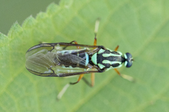 Raphiocera
