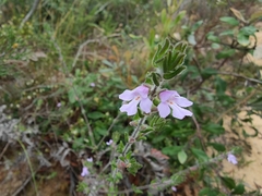 Prostanthera densa
