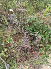 Prostanthera densa