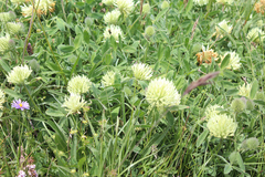 Trifolium trichocephalum