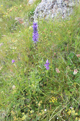 Asyneuma campanuloides