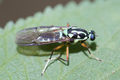 Raphiocera