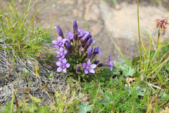Gentianella caucasea