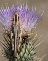 Melanoplus packardii