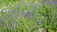 Nepeta grandiflora