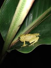 Eleutherodactylus flavescens