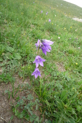 Campanula collina