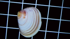 Tellina nuculoides