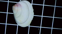 Tellina nuculoides