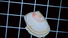 Tellina nuculoides
