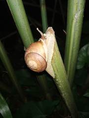 Hispaniolana dominicensis