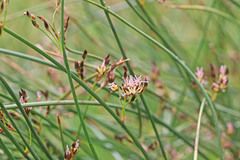 Juncus balticus ater