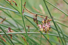 Juncus balticus ater