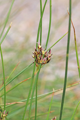 Juncus balticus ater