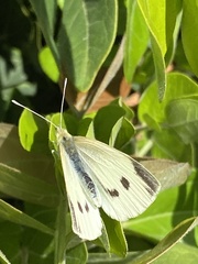 Pieris rapae